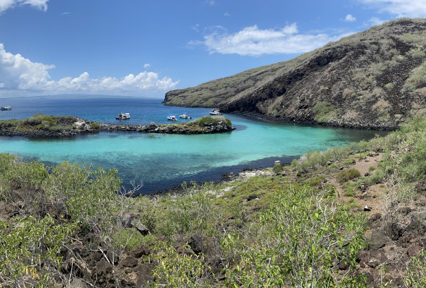 Galapagos Microbiome Project - sampling the microbiome of endemic Scalesia plants