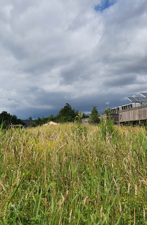 Biodiversity in NIOO's grassland garden in summer