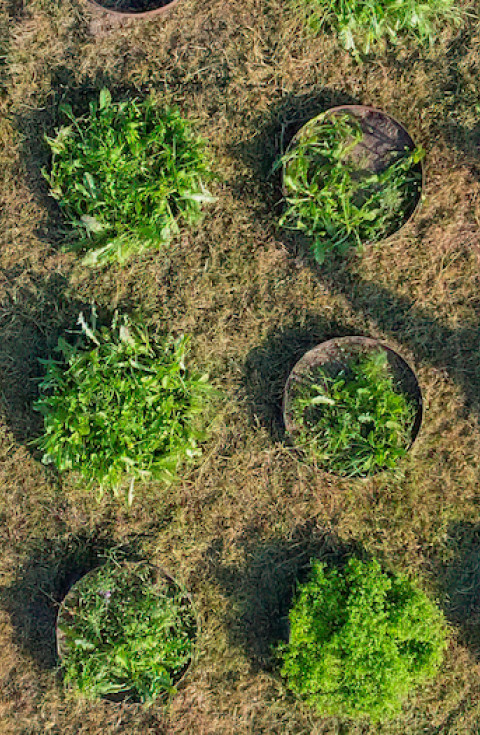 Dronefoto biodiversiteit